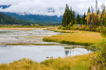 秋のカナディアンロッキー　雨上がりのバーミリオン湖畔の黄葉と雲に覆われた山並み（バンフ国立公園　カナダ・アルバータ州）