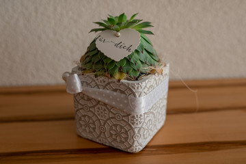 Pflanze in leibe verschenkt