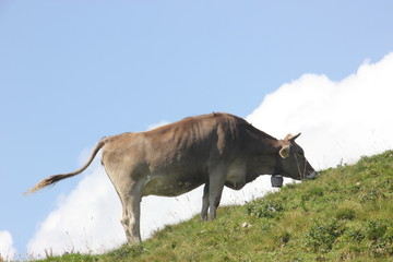 Allgäuer Braunvieh 