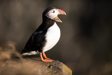 Obraz premium Pulcinella di mare