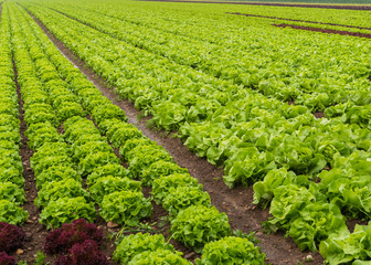 Fototapeta na wymiar Salat auf dem Feld - Gemüsefeld - Reihen Kopfsalat