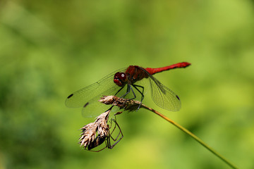 dragonfly, yusufcuk