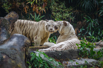 tiger affinity