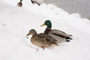 A pair of ducks in the snow