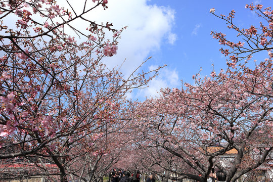 河津桜