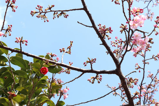 河津桜