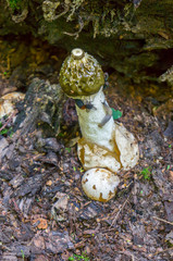 Rainbow Mushroom - Phallus, commonly known as stinkhorn grows in woods