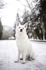 Naklejka premium White Swiss Shepherd in the winter forest
