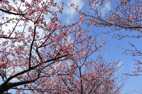 河津桜
