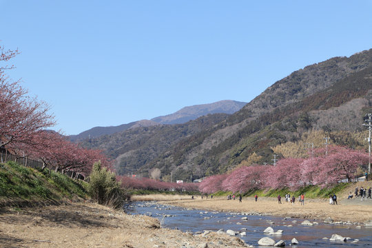 河津桜