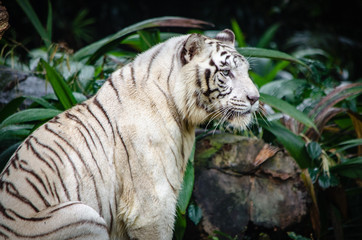 Naklejka premium white tiger