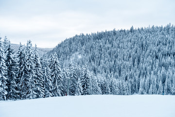 Winter Ski Landscape