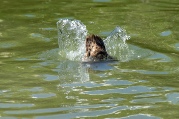 Obraz premium Tail feathers as a duck submerges below the water surface in search of food
