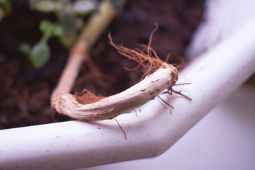 Plant