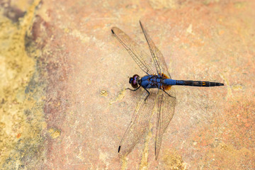 Asian dragonfly - Trithemis festiva, beautiful blue dragonfly from Indonesian fresh waters and forests, Sumatra, Indonesia.