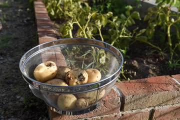 Potatoes harvested at home garden
