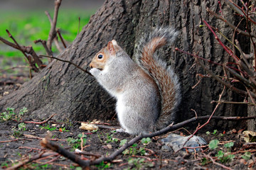Fototapeta premium Un écureuil mange à Saint James Park