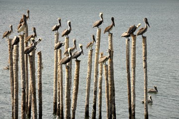 En attendant la pêche