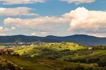 Stormy day in the vineyards of Brda, Slovenia