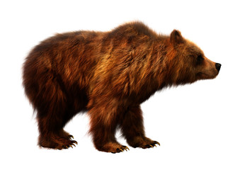3D Rendering Brown Bear on White