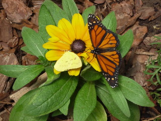 butterfly on yellow flower