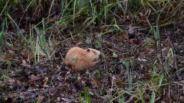 Gelbes Jungtier eines Nutria beim fressen