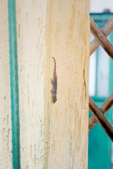Gecko on a wall