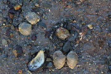 shells on the beach