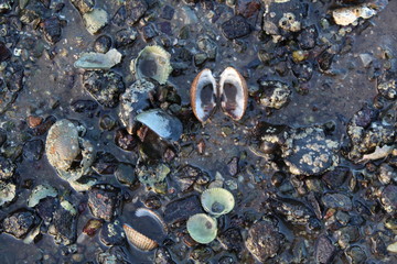 shells on the beach