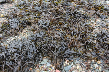 seaweed on stony beach