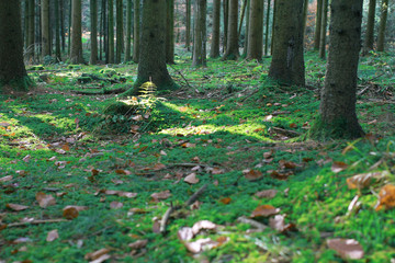 Forest landscape with autumn sunlight