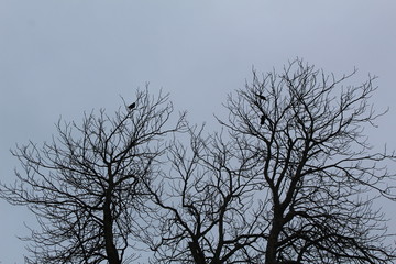 Fototapeta na wymiar tree with crows closup