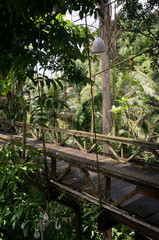 Abandoned bridge in a jungle