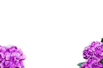 Fototapeta premium Cutouts of hydrangeas for your works and greeting cards.