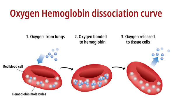 Oxygen Hemoglobin Dissociation Curve