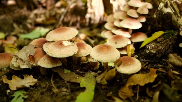 Mushrooms and fallen leaves on ground in forest
