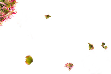 Cutouts of hydrangeas for your works and greeting cards.