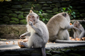 Macaque monkey eating