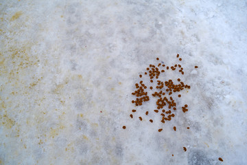 Shit in the snow, grey ice in the winter.