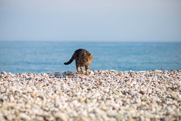 The cat imposingly goes on the pebble beach on the bank of the Mediterranean Sea