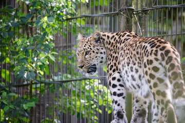 Leopard big cat close view outdoors