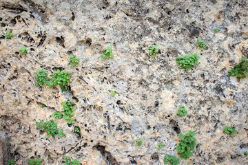 Texture of a wall with grass sprouts in ruins of ancient theater in the ancient city the Hierapolis