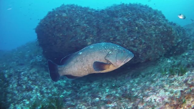 Marine sea life  Grouper fish swimming in a reef
