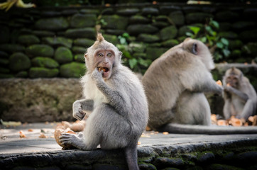 Macaque monkey eating