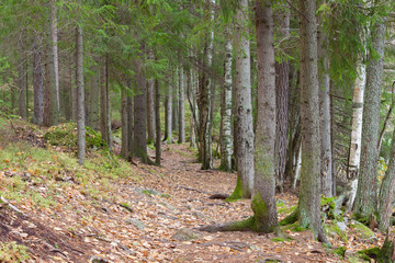 Small pathway in forest at autumn