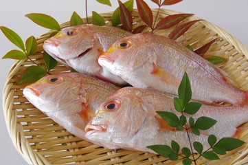 鯛　蓮子鯛　黄鯛　シーフード