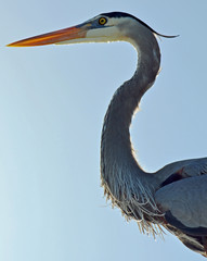 Detailed close up great blue heron head with beautiful detail of ruffled neck feathers, S shaped neck, glowing orange beak, and blue mask around bright yellow eye against clear blue sky.