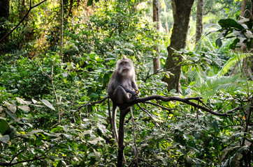 Macaque monkey in a jungle