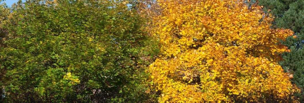Green and yellow maple tree panorama