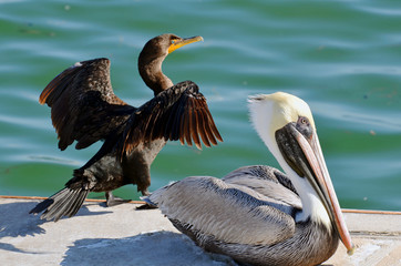 North American adult brown pelican with white neck, pale yellow head, and long orange bill with yellow beak next to cormorant drying wings with spread feathers, bright orange hooked beak and blue eye.